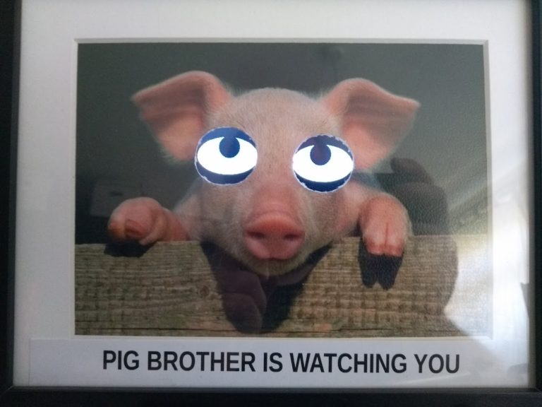 Pig Brother